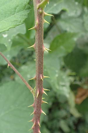 Rubus spec2 ? \ Brombeere, D Herne 27.7.2019