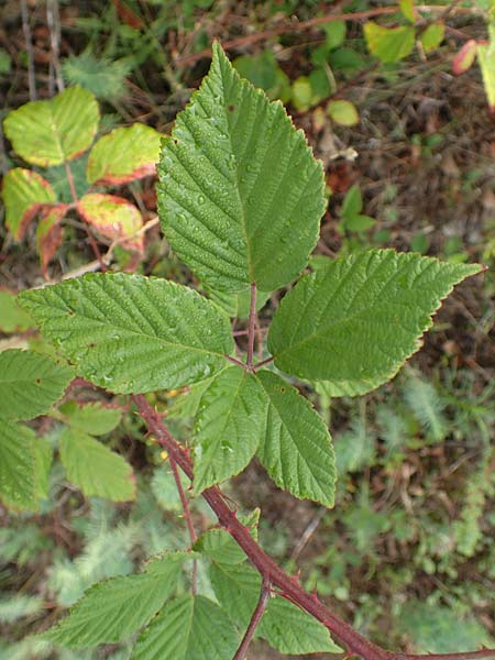 Rubus phyllostachys \ Durchbltterte Brombeere / Ear-Leaf Bramble, D Rheinstetten-Silberstreifen 14.8.2019
