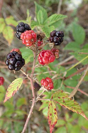 Rubus phyllostachys \ Durchblätterte Brombeere / Ear-Leaf Bramble, D Rheinstetten-Silberstreifen 14.8.2019