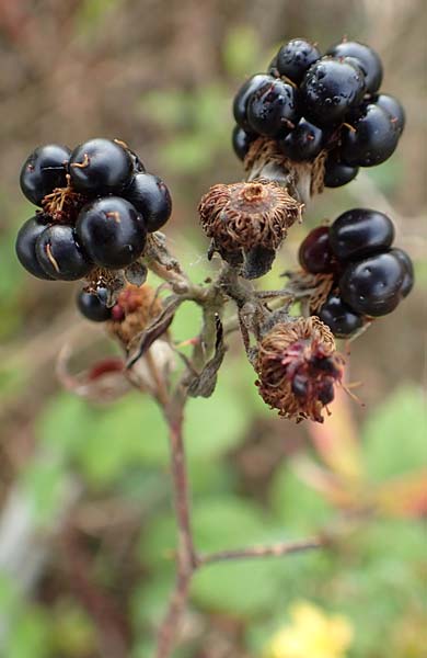 Rubus phyllostachys \ Durchbltterte Brombeere / Ear-Leaf Bramble, D Rheinstetten-Silberstreifen 14.8.2019