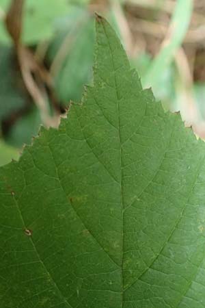 Rubus specF ? \ Haselblatt-Brombeere, D Pfinztal-Berghausen 11.9.2019