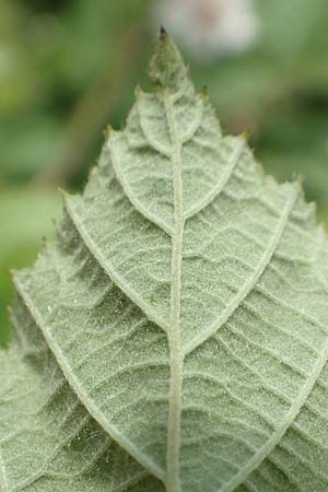 Rubus batos-weberi \ Webers Haselblatt-Brombeere / Weber's Bramble, D Unna-Kessebüren 11.6.2020