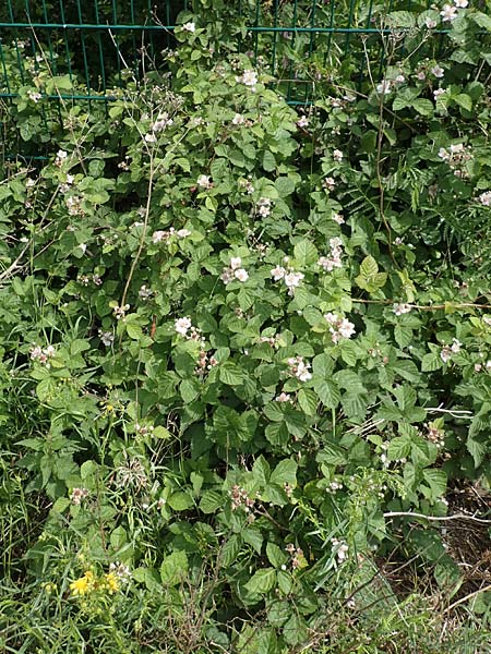 Rubus batos-weberi \ Webers Haselblatt-Brombeere / Weber's Bramble, D Unna-Kessebüren 11.6.2020