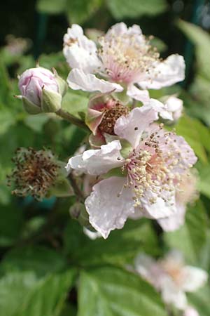 Rubus batos-weberi \ Webers Haselblatt-Brombeere / Weber's Bramble, D Unna-Kessebüren 11.6.2020