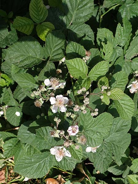 Rubus batos-weberi \ Webers Haselblatt-Brombeere / Weber's Bramble, D Unna-Kessebüren 11.6.2020