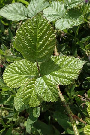 Rubus batos-weberi \ Webers Haselblatt-Brombeere / Weber's Bramble, D Unna-Kessebüren 11.6.2020