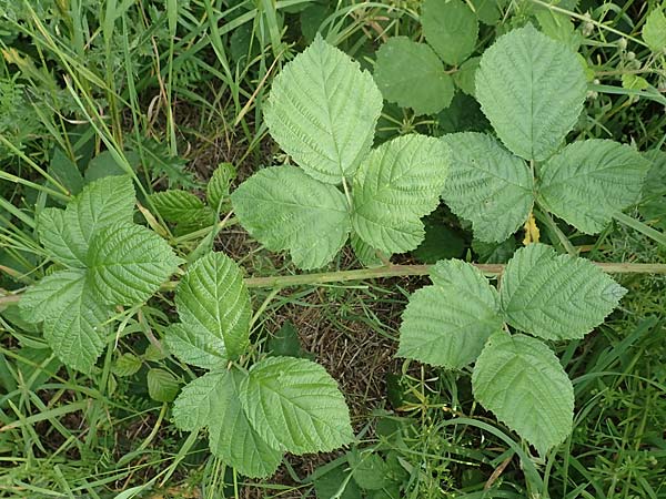 Rubus baruthicus \ Bayreuther Haselblatt-Brombeere / Bayreuth Bramble, D Simmersbach 21.6.2020