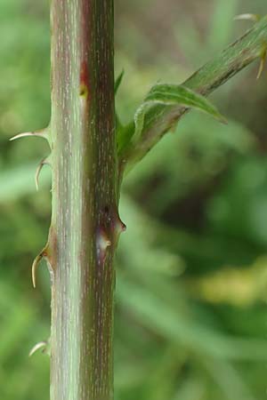 Rubus baruthicus \ Bayreuther Haselblatt-Brombeere / Bayreuth Bramble, D Simmersbach 21.6.2020