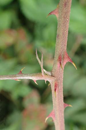 Rubus spina-curva ? / Chalky Bramble, D Bochum 9.9.2020