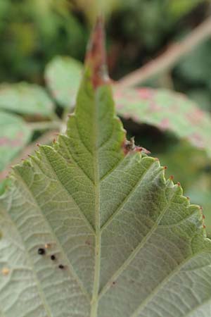 Rubus spina-curva ? / Chalky Bramble, D Bochum 9.9.2020