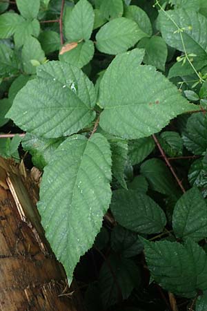 Rubus bombycinus \ Seidenhaarige Brombeere / Silk-Haired Bramble, D Reichshof-Pettseifen 10.8.2021