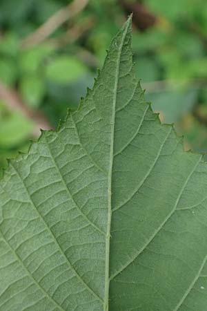 Rubus bombycinus \ Seidenhaarige Brombeere, D Reichshof-Pettseifen 10.8.2021