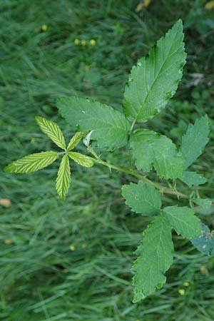 Rubus bicolor / Mountain Bramble, D Odenwald, Zotzenbach 21.8.2021