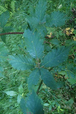 Rubus bicolor \ Groe Mittelgebirgs-Brombeere / Mountain Bramble, D Odenwald, Zotzenbach 21.8.2021