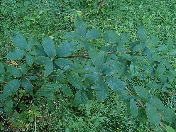 Rubus bicolor \ Groe Mittelgebirgs-Brombeere / Mountain Bramble, D Odenwald, Zotzenbach 21.8.2021