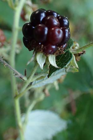 Rubus bicolor \ Groe Mittelgebirgs-Brombeere / Mountain Bramble, D Odenwald, Zotzenbach 21.8.2021