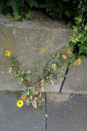 Calendula officinalis / Pot Marigold, D Bochum 20.6.2022