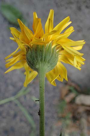 Calendula officinalis / Pot Marigold, D Bochum 20.6.2022