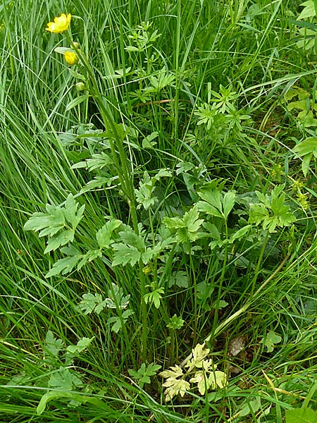 Ranunculus carinthiacus \ Krntner Berg-Hahnenfu / Carinthian Buttercup, D Kohlstetten 2.6.2015