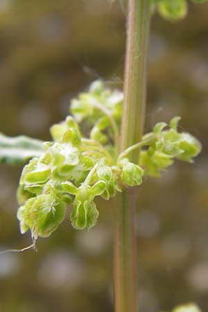 Rumex crispus \ Krauser Ampfer / Curled Dock, D Heidelberg 11.6.2013