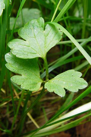 Ranunculus carinthiacus / Carinthian Buttercup, D Kohlstetten 2.6.2015