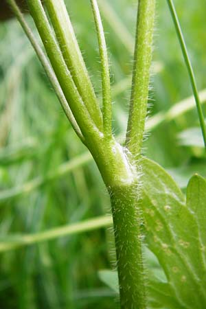 Ranunculus carinthiacus \ Krntner Berg-Hahnenfu / Carinthian Buttercup, D Kohlstetten 2.6.2015