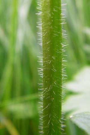 Ranunculus carinthiacus / Carinthian Buttercup, D Kohlstetten 2.6.2015