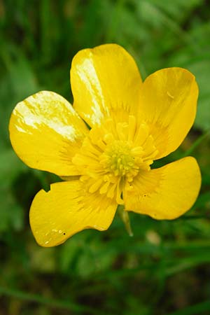 Ranunculus carinthiacus / Carinthian Buttercup, D Kohlstetten 2.6.2015