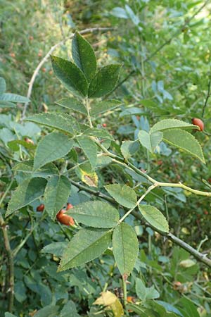 Rosa caesia \ Lederblttrige Rose, Graugrne Rose, D Breuberg 10.9.2016