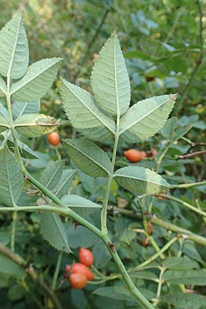 Rosa caesia \ Lederblttrige Rose, Graugrne Rose, D Breuberg 10.9.2016