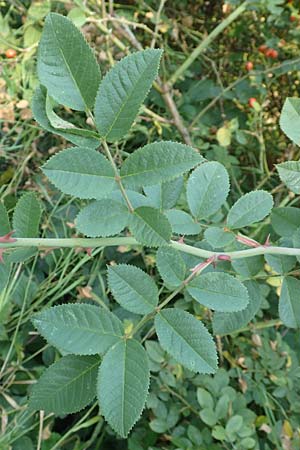 Rosa caesia \ Lederblttrige Rose, Graugrne Rose, D Breuberg 10.9.2016