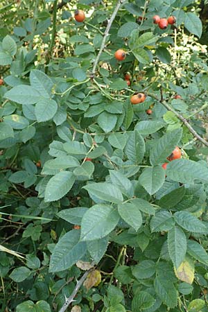 Rosa caesia \ Lederblttrige Rose, Graugrne Rose, D Breuberg 10.9.2016