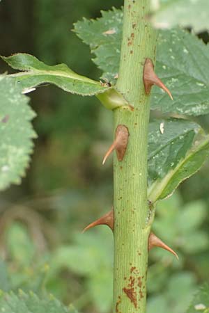 Rosa corymbifera \ Hecken-Rose / Thicket Dog Rose, D Lützelbach 17.9.2016