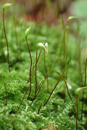 Rhynchostegium confertum / Clustered Feather-Moss, D Obernburg am Main 15.10.2016