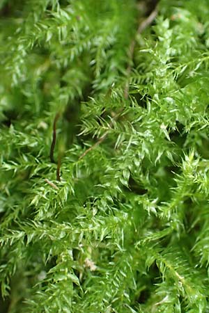 Rhynchostegium confertum \ Unscheinbares Schnabeldeckel-Moos / Clustered Feather-Moss, D Obernburg am Main 15.10.2016