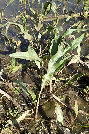 Rumex crispus \ Krauser Ampfer / Curled Dock, D Neustadt an der Weinstraße 26.3.2017