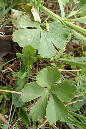 Ranunculus compositus \ Zusammengesetzter Gold-Hahnenfu / Compound Goldilocks, D Prüm-Fleringen 22.4.2017