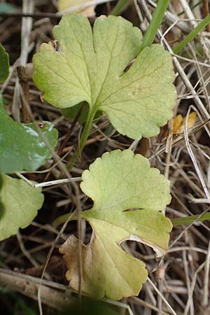 Ranunculus compositus \ Zusammengesetzter Gold-Hahnenfu / Compound Goldilocks, D Prüm-Fleringen 22.4.2017