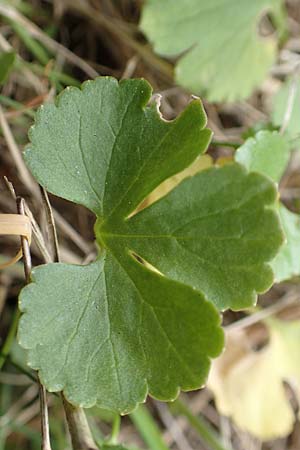 Ranunculus compositus \ Zusammengesetzter Gold-Hahnenfu / Compound Goldilocks, D Prüm-Fleringen 22.4.2017