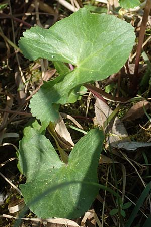 Ranunculus cassubicifolius \ Falscher Kaschuben-Gold-Hahnenfu, D Konstanz 24.4.2018