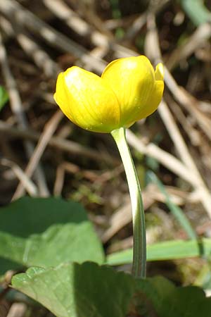 Ranunculus cassubicifolius \ Falscher Kaschuben-Gold-Hahnenfu, D Konstanz 24.4.2018