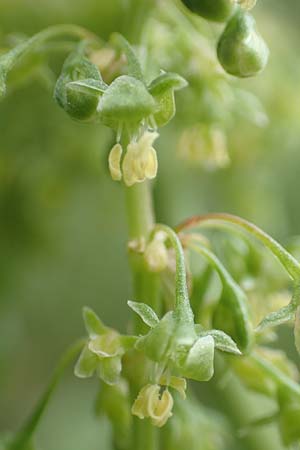 Rumex cristatus \ Griechischer Ampfer, Kammfrmiger Ampfer / Greek Dock, D Würzburg 17.5.2018