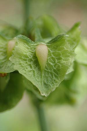 Rumex cristatus \ Griechischer Ampfer, Kammfrmiger Ampfer / Greek Dock, D Würzburg 17.5.2018