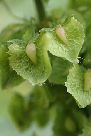 Rumex cristatus \ Griechischer Ampfer, Kammfrmiger Ampfer / Greek Dock, D Würzburg 17.5.2018