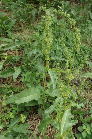 Rumex cristatus \ Griechischer Ampfer, Kammfrmiger Ampfer / Greek Dock, D Würzburg 17.5.2018