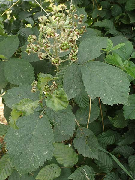 Rubus cuspidatiformis \ Cuspidatus-hnliche Haselblatt-Brombeere, D Odenwald, Fürth 5.7.2018