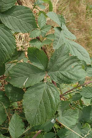 Rubus cuspidatiformis \ Cuspidatus-hnliche Haselblatt-Brombeere / Cuspidatus-Like Bramble, D Odenwald, Fürth 5.7.2018