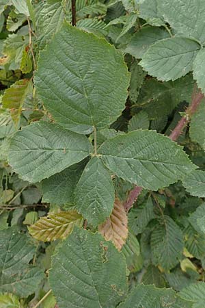 Rubus cuspidatiformis \ Cuspidatus-hnliche Haselblatt-Brombeere / Cuspidatus-Like Bramble, D Odenwald, Fürth 5.7.2018