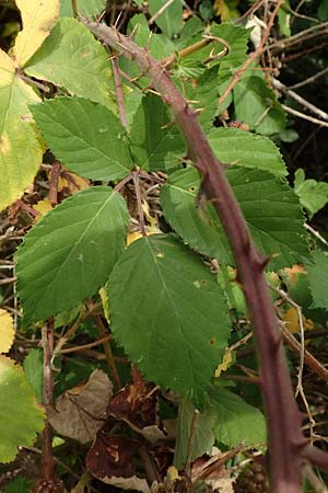Rubus conspicuus \ Ansehnliche Brombeere / Bonny Bramble, D Odenwald, Mörlenbach 5.7.2018