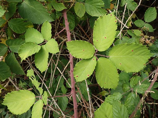 Rubus conspicuus \ Ansehnliche Brombeere / Bonny Bramble, D Odenwald, Mörlenbach 5.7.2018